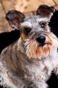 Management of Proteinuria and Elevated Liver Enzymes in a 16-year-old Schnauzer using Revitalize Health & Immunity
